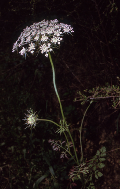 APII jpeg image of Daucus carota  © contact APII