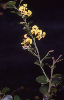 APII jpeg image of Daviesia buxifolia  © contact APII