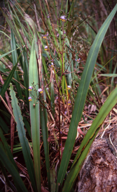APII jpeg image of Dianella tasmanica  © contact APII
