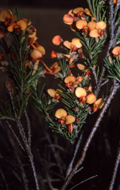 APII jpeg image of Dillwynia sericea  © contact APII