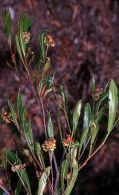 APII jpeg image of Dodonaea viscosa subsp. spatulata  © contact APII