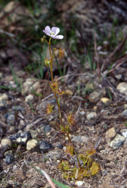 APII jpeg image of Drosera peltata  © contact APII
