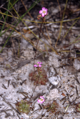APII jpeg image of Drosera spatulata  © contact APII