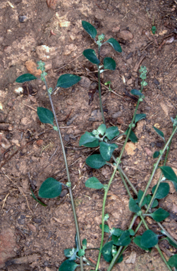 APII jpeg image of Einadia hastata  © contact APII