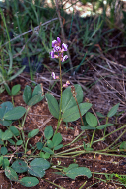 APII jpeg image of Glycine tabacina  © contact APII