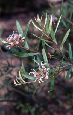 APII jpeg image of Grevillea sphacelata  © contact APII