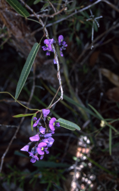 APII jpeg image of Hardenbergia violacea  © contact APII