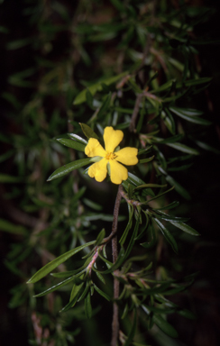 APII jpeg image of Hibbertia linearis  © contact APII