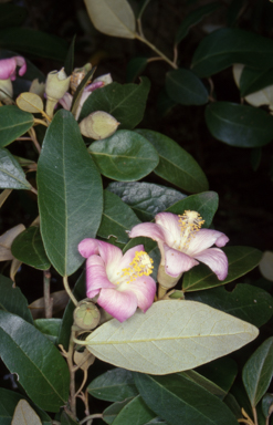 APII jpeg image of Lagunaria patersonia  © contact APII