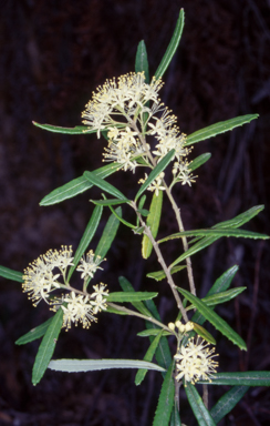 APII jpeg image of Leionema coxii  © contact APII