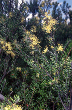APII jpeg image of Leionema phylicifolium  © contact APII