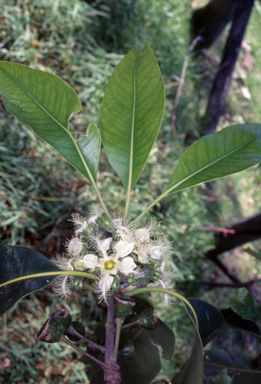 APII jpeg image of Lophostemon confertus  © contact APII