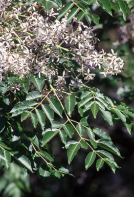 APII jpeg image of Melia azedarach  © contact APII