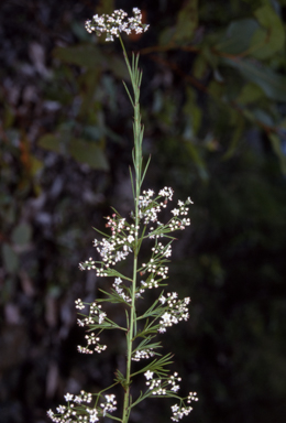 APII jpeg image of Platysace linearifolia  © contact APII