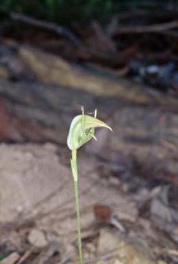 APII jpeg image of Pterostylis acuminata  © contact APII