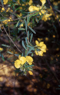 APII jpeg image of Pultenaea stipularis  © contact APII