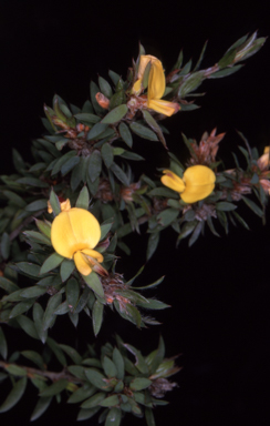 APII jpeg image of Pultenaea villifera var. villifera  © contact APII