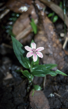 APII jpeg image of Schelhammera undulata  © contact APII