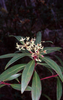 APII jpeg image of Tasmannia lanceolata  © contact APII