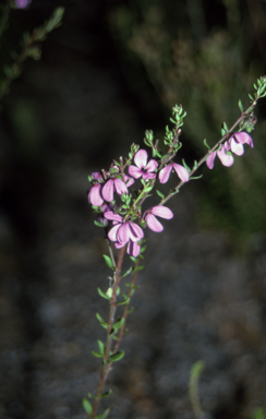 APII jpeg image of Tetratheca thymifolia  © contact APII