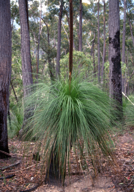 APII jpeg image of Xanthorrhoea australis  © contact APII