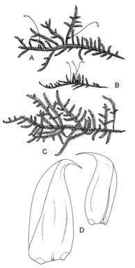 APII jpeg image of Hypnum cupressiforme var. lacunosum  © contact APII