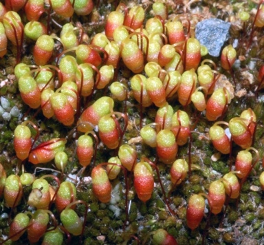 APII jpeg image of Gemmabryum pachytheca  © contact APII