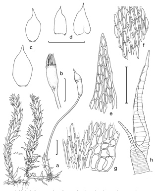 APII jpeg image of Macrohymenium mitratum  © contact APII