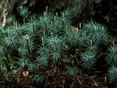 APII jpeg image of Dawsonia superba var. pulchra  © contact APII