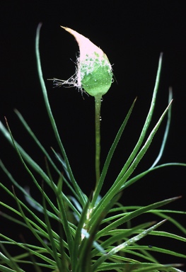 APII jpeg image of Dawsonia superba var. pulchra  © contact APII