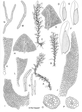 APII jpeg image of Fissidens pallidinervis  © contact APII