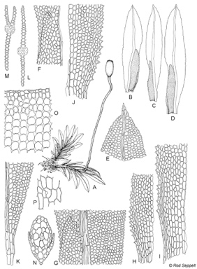 APII jpeg image of Fissidens tenellus var. tenellus  © contact APII