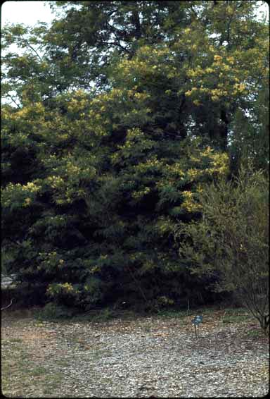 APII jpeg image of Acacia schinoides  © contact APII