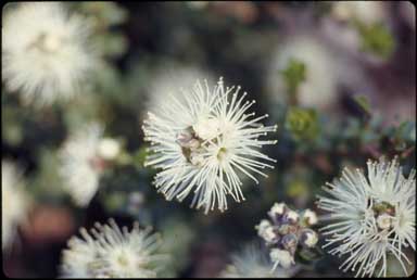 APII jpeg image of Kunzea pomifera  © contact APII