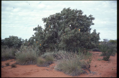 APII jpeg image of Banksia ashbyi  © contact APII