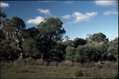 APII jpeg image of Banksia littoralis  © contact APII