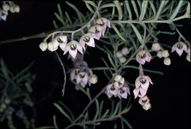 APII jpeg image of Guichenotia ledifolia  © contact APII