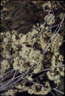 APII jpeg image of Eucalyptus laevopinea  © contact APII