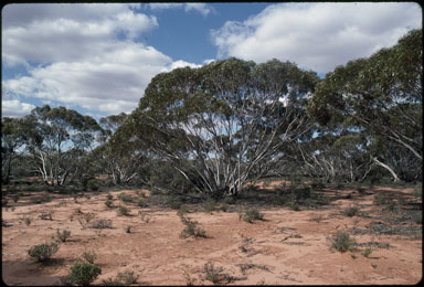 APII jpeg image of Eucalyptus oleosa subsp. oleosa  © contact APII