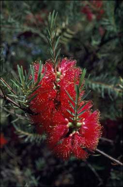 APII jpeg image of Melaleuca 'Payne's Hybrid'  © contact APII