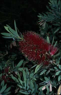 APII jpeg image of Callistemon 'Little John'  © contact APII