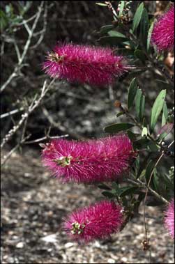 APII jpeg image of Callistemon 'Violaceus'  © contact APII