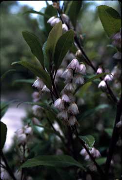 APII jpeg image of Elaeocarpus reticulatus 'Prima Donna'  © contact APII