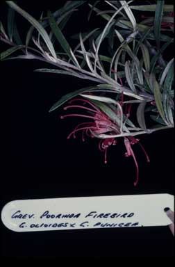 APII jpeg image of Grevillea 'Poorinda Firebird'  © contact APII