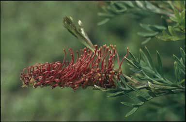 APII jpeg image of Grevillea 'Wakiti Strata'  © contact APII