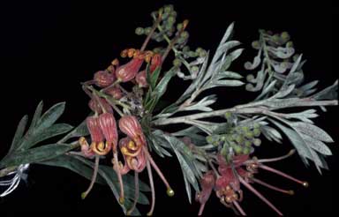 APII jpeg image of Grevillea 'Woodlands'  © contact APII