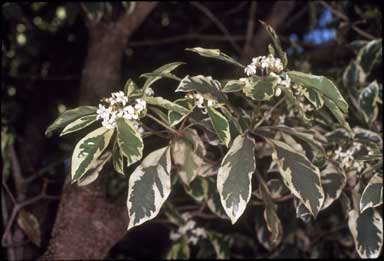 APII jpeg image of Pittosporum undulatum  © contact APII