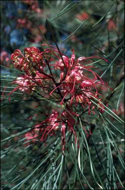 APII jpeg image of Grevillea johnsonii x longistyla  © contact APII