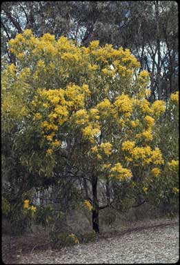 APII jpeg image of Acacia pycnantha  © contact APII