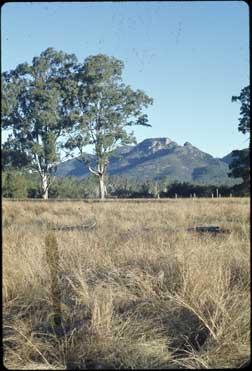 APII jpeg image of Eucalyptus tereticornis,<br/>Heteropogon contortus  © contact APII